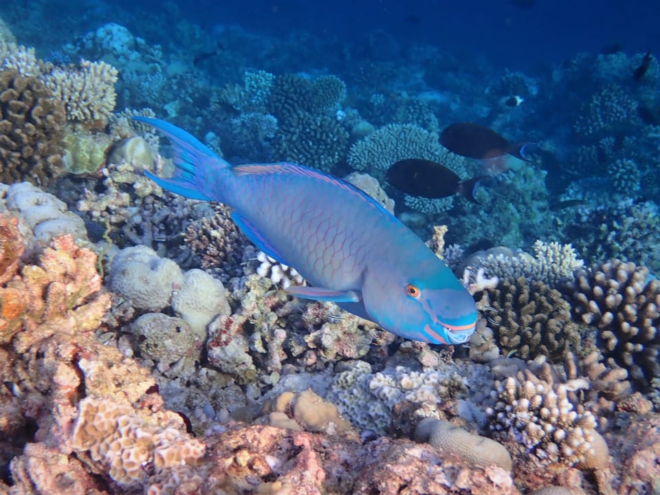 Sport & Freizeit Filitheyo Island Resort