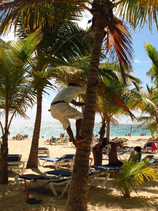 Palmenkletterer  Hotel Riu Bambu