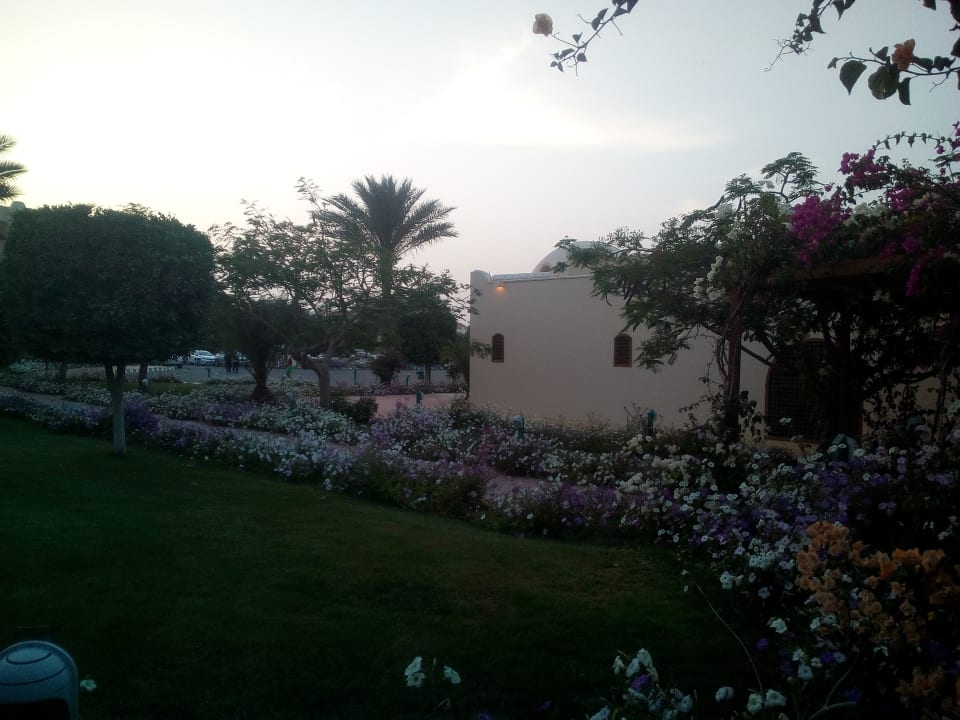 Gartenanlage Desert Rose