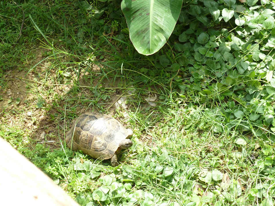 Zolwik w hotelowym ogrodzie zaraz przy mostku Hotel Elysee Garden