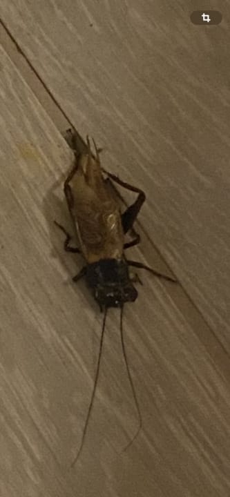 Sonstiges Invisa Figueral Resort Cala Blanca