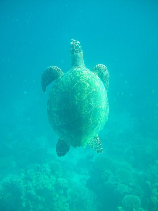 Schildkröte beim Schnorcheln Eri Maldives