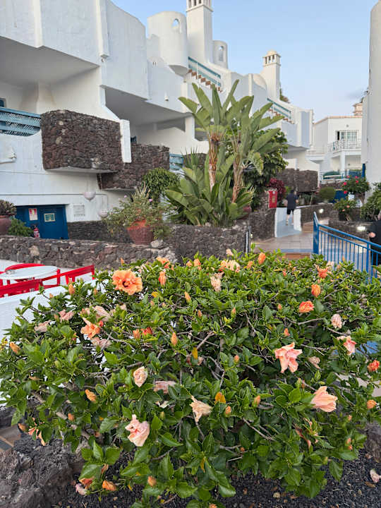 Gartenanlage LABRANDA Bahía y Villas Fañabé