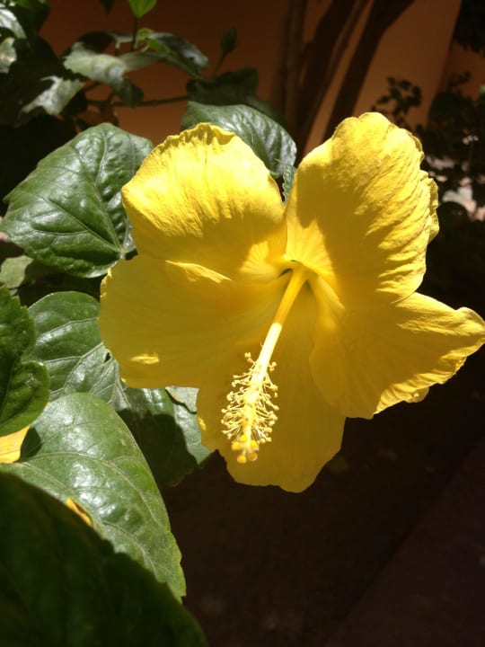 Цветы Stella Garden Resort & Spa, Makadi Bay