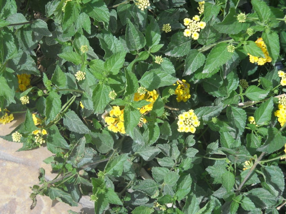 Kwiatki Prima Life Makadi Resort