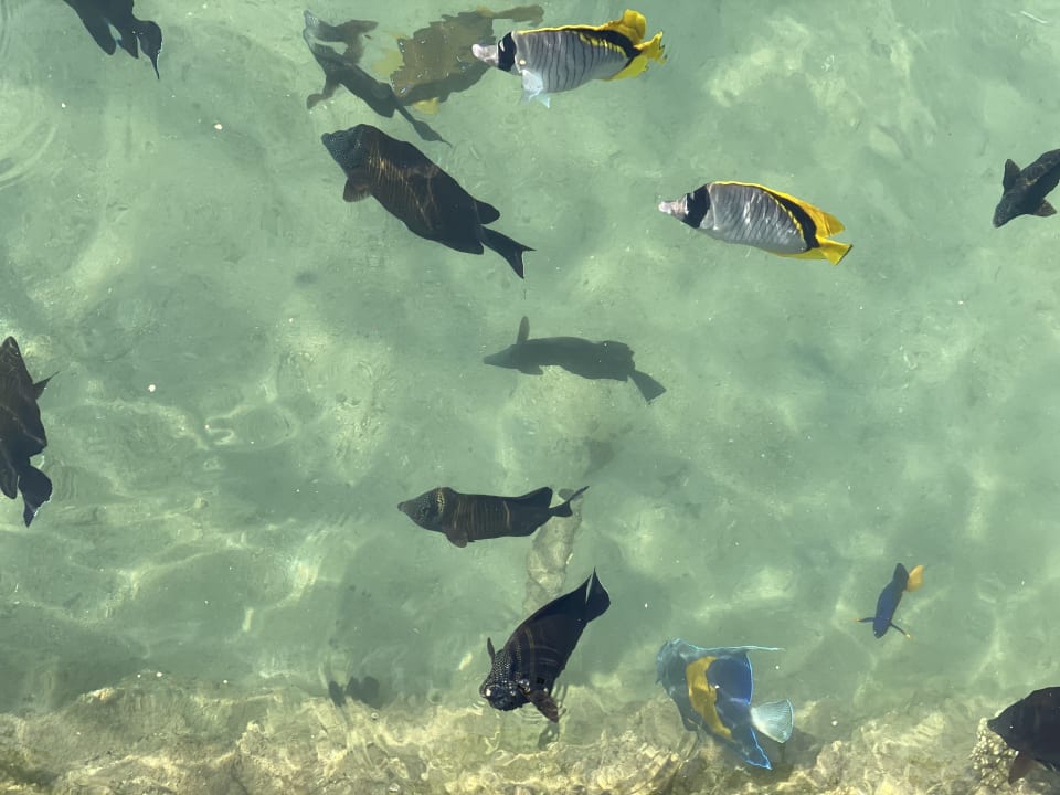 Strand Pickalbatros Dana Beach Resort - Hurghada