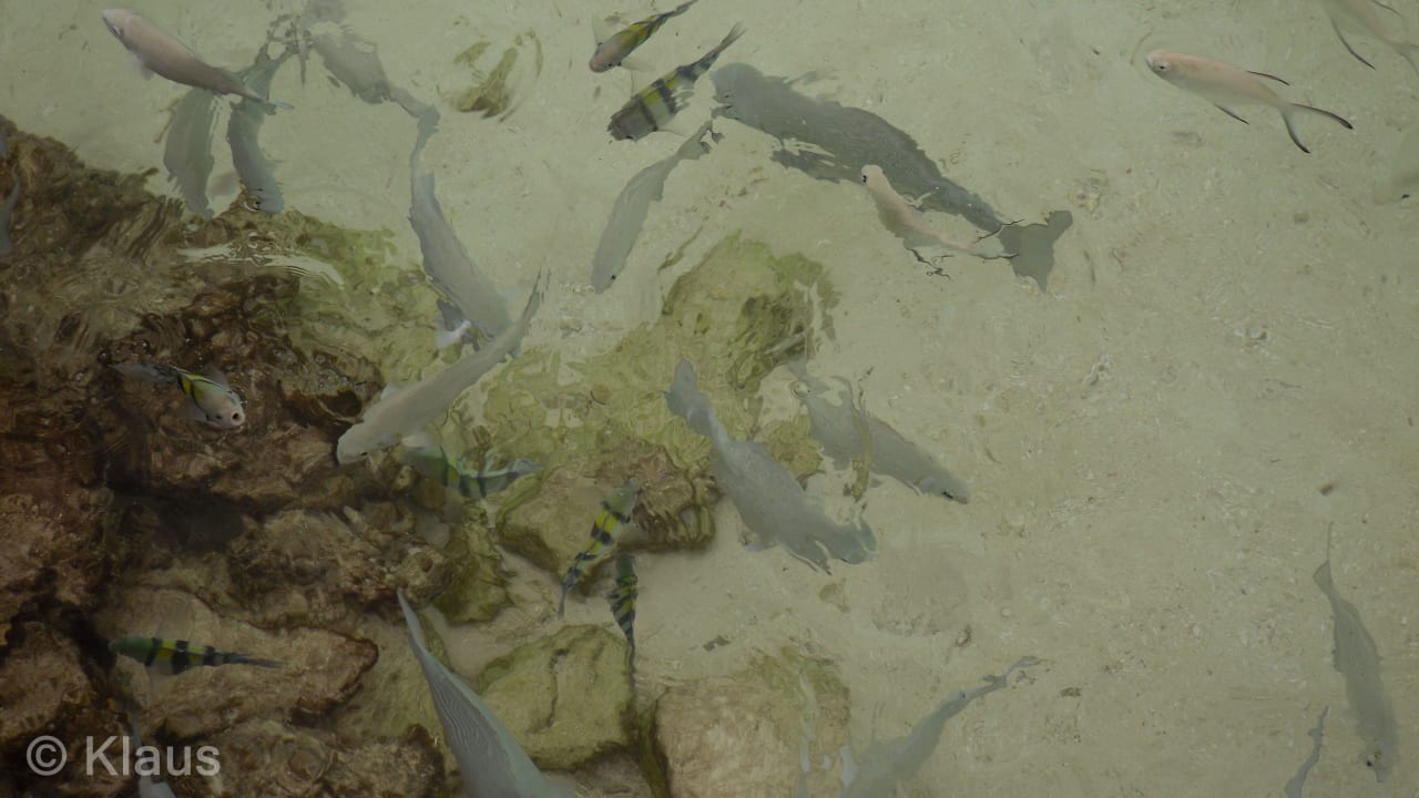 Fische am Jetty Summer Island Maldives