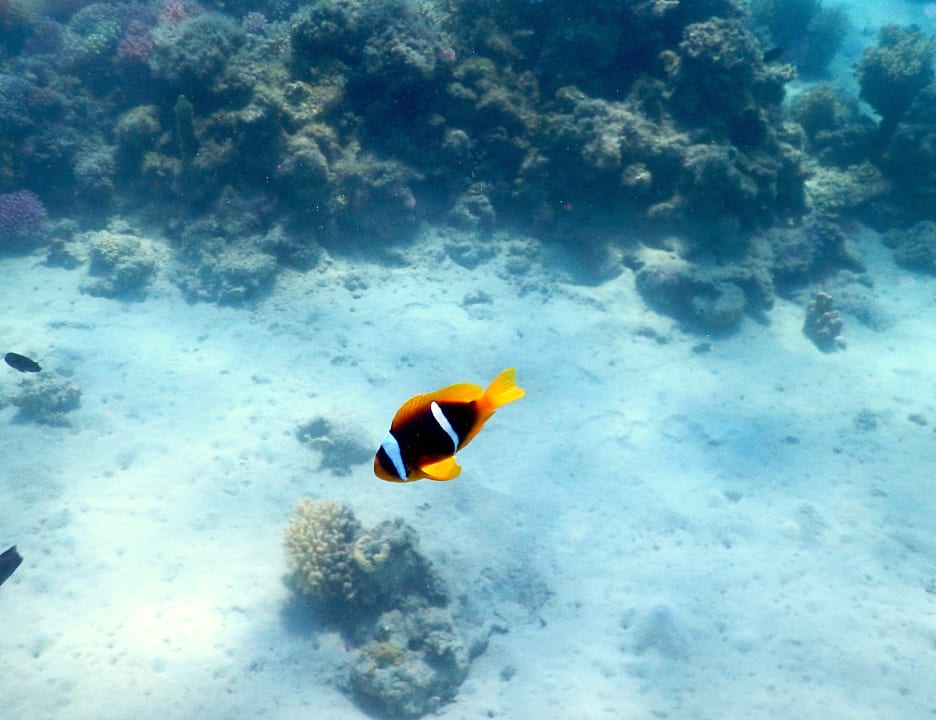 Strand Shams Prestige Abu Soma-Adults Only