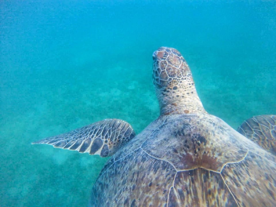 Strand Sentido Caribbean World Soma Bay