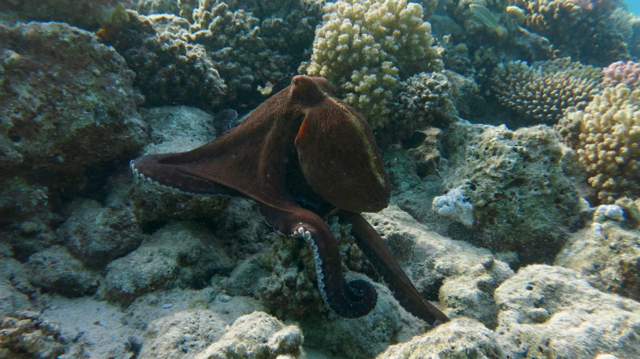 Strand Tropitel Sahl Hasheesh