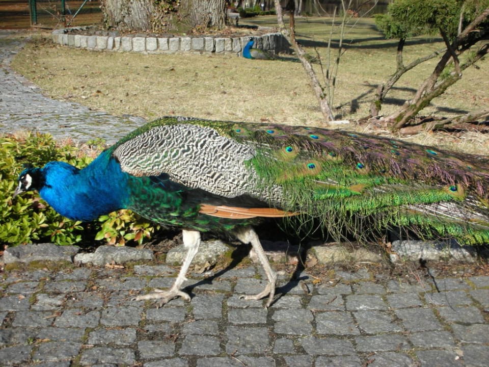 Paw Hotel Bursztynowy Palac