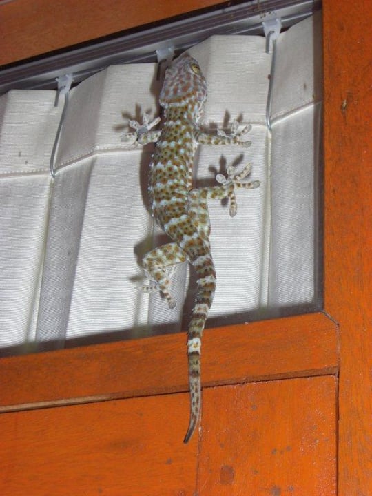 Unser Hausgecko Dusit Buncha Resort