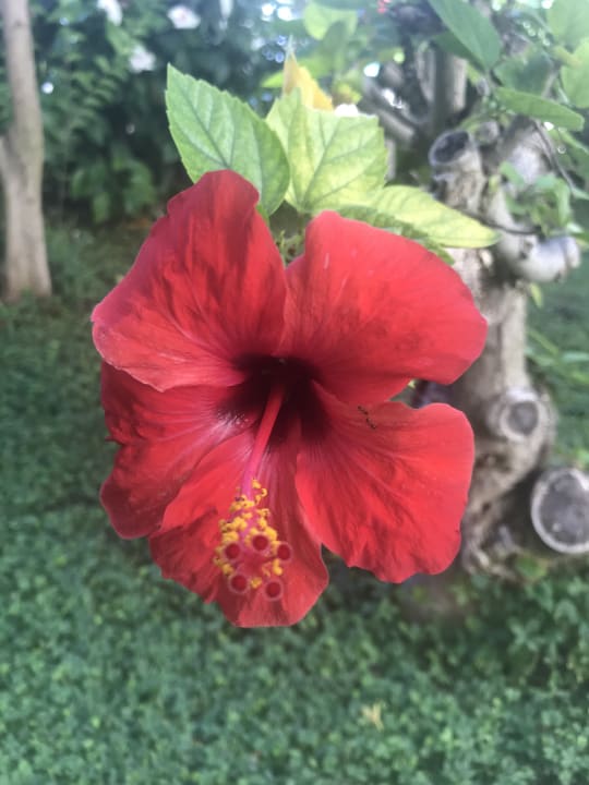 Gartenanlage Labranda Alantur Resort