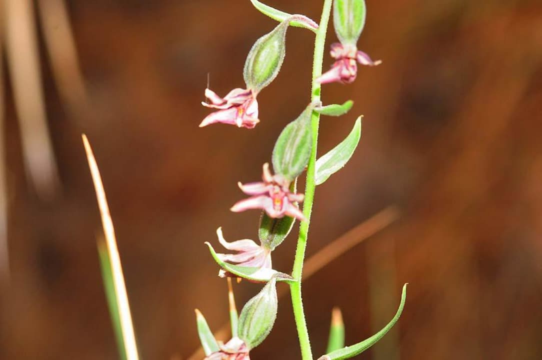 Orchideenartige Pflanze Happy Life Village