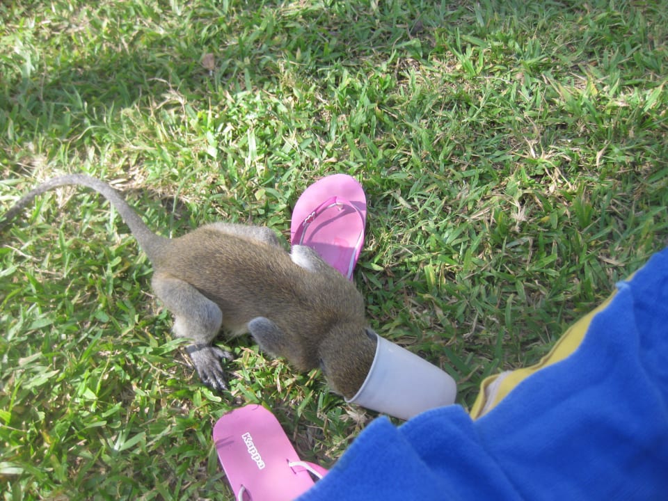 Affen Hotel Papillon Lagoon Reef
