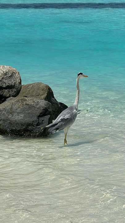 Sonstiges TUI BLUE Olhuveli Romance