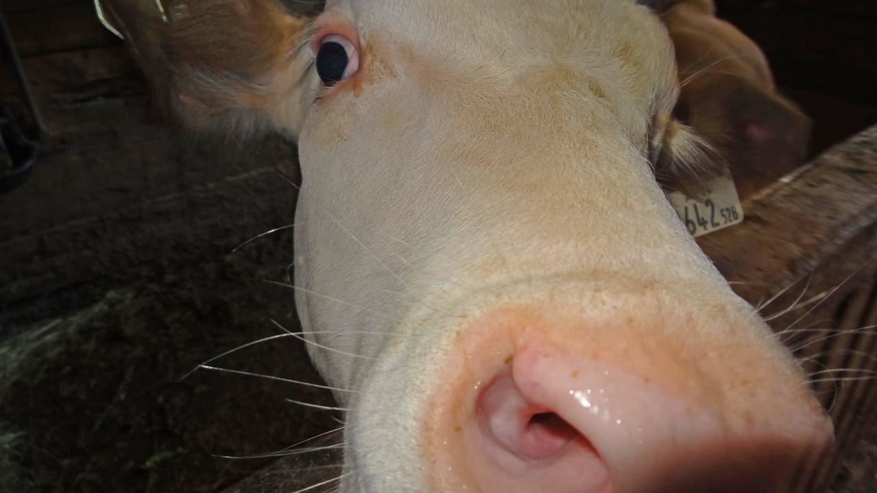 Im Stall Bergbauernhof  Ausserberglet & Sandalm  Almhütte