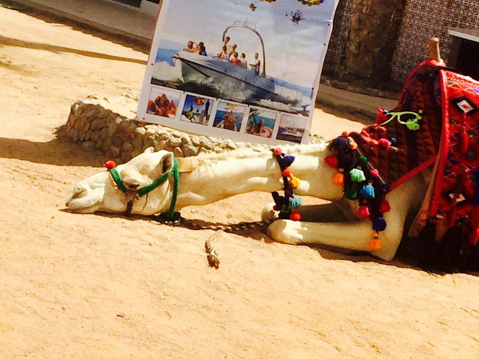 Sonstiges Pickalbatros Alf Leila Wa Leila Resort - Neverland Hurghada