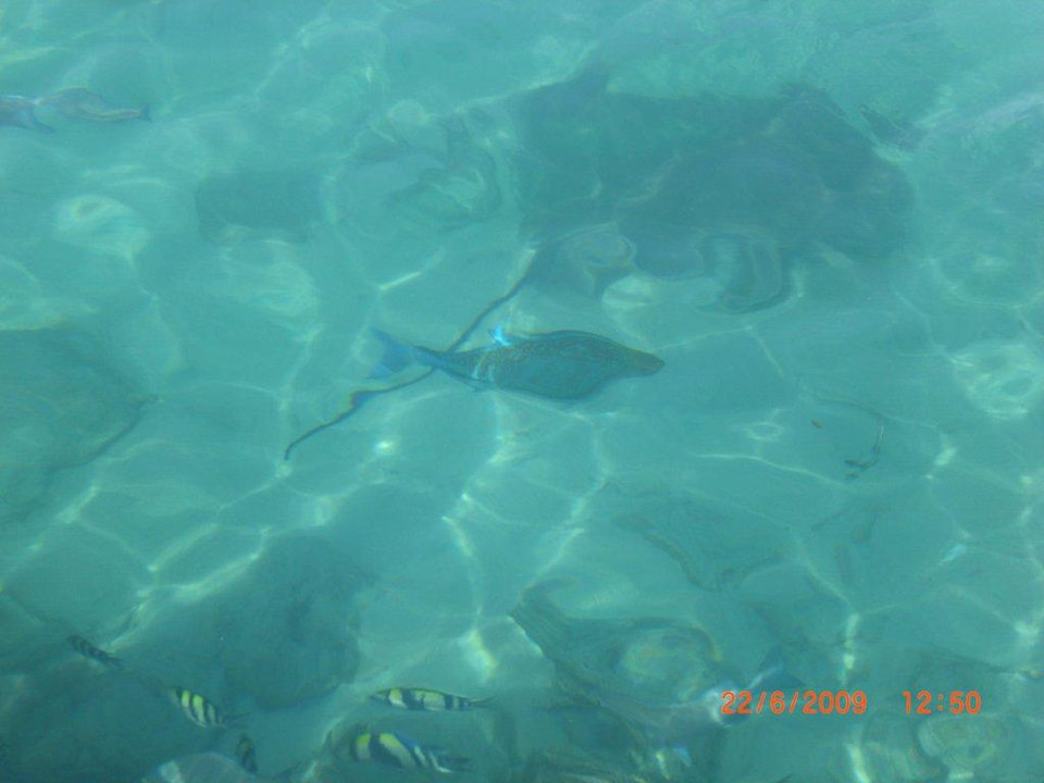 Nichts als Fische Summer Island Maldives