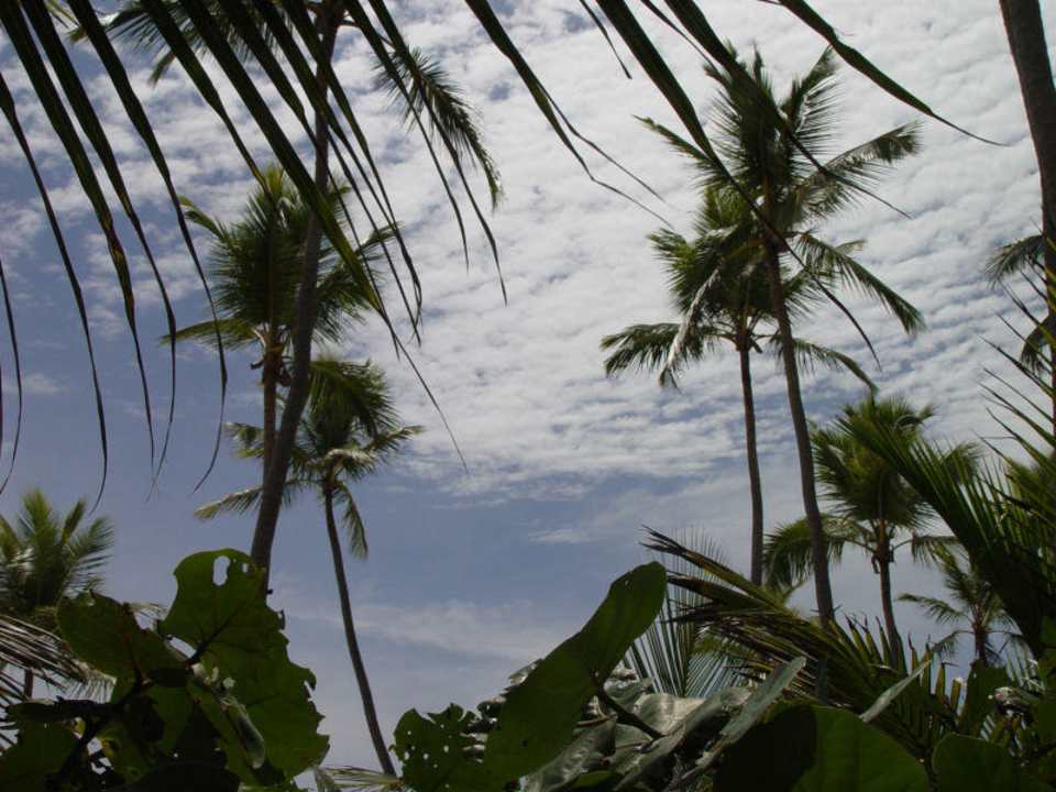Vegetation am Strand Grand Palladium Select Bávaro Resort & Spa