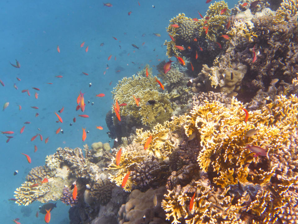 Sport & Freizeit Malikia Resort Abu Dabbab