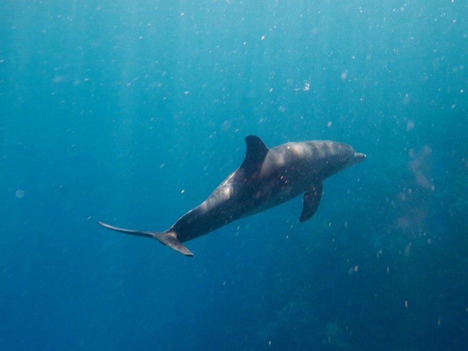 Schöne Schnorchel-Begleitung Malikia Resort Abu Dabbab