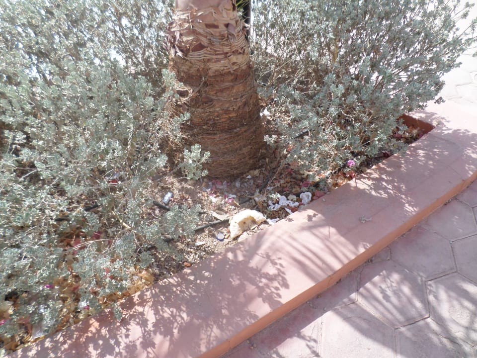 Müll (Essensreste)  liegt seid 1 Woche dort Pharaoh Azur Resort