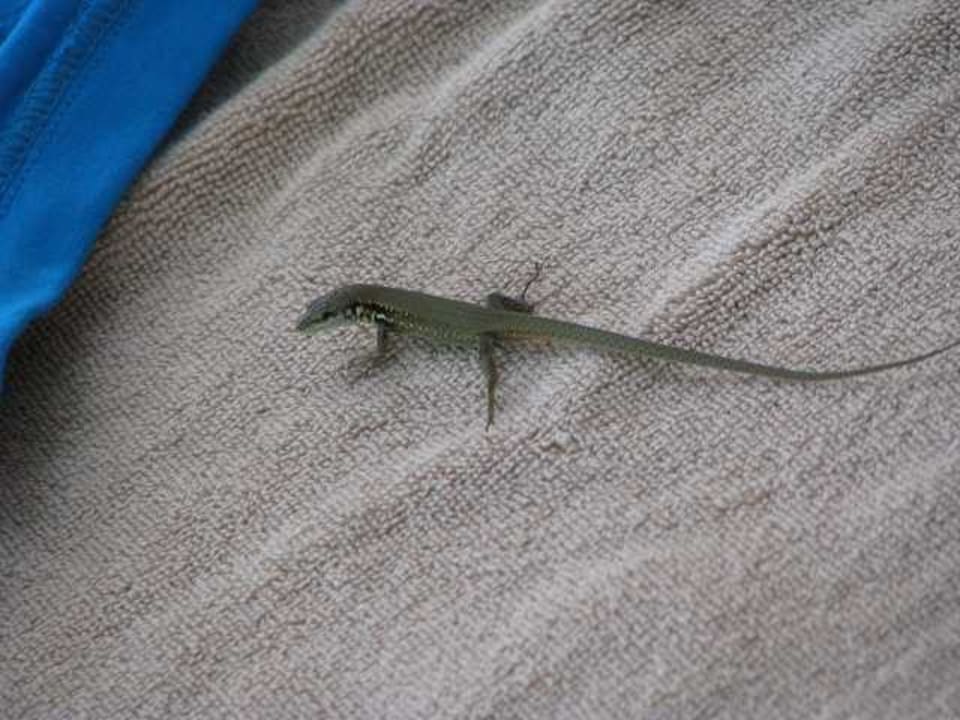 Tierischer Besucherz Ali Bey Club