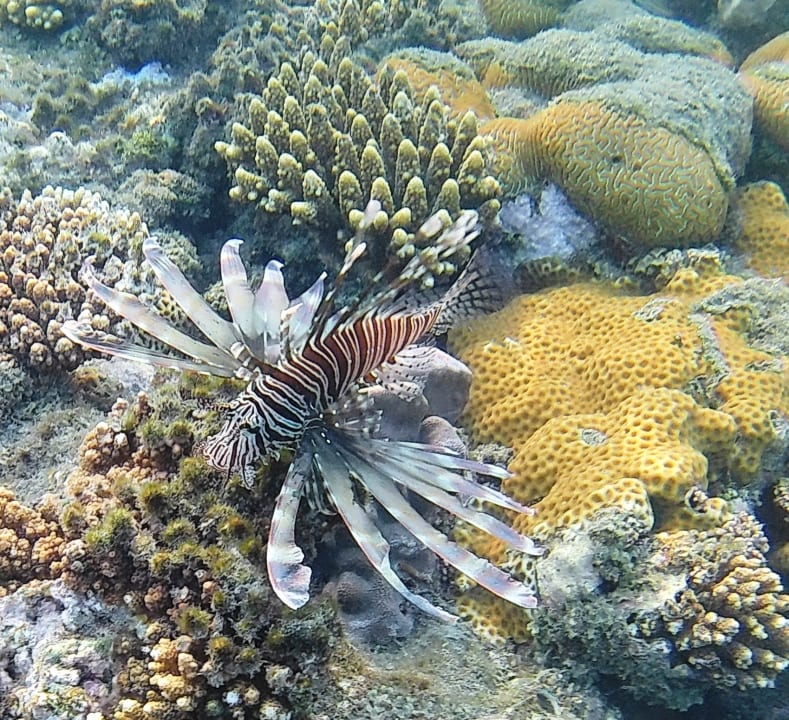 Strand Shams Alam Beach Resort