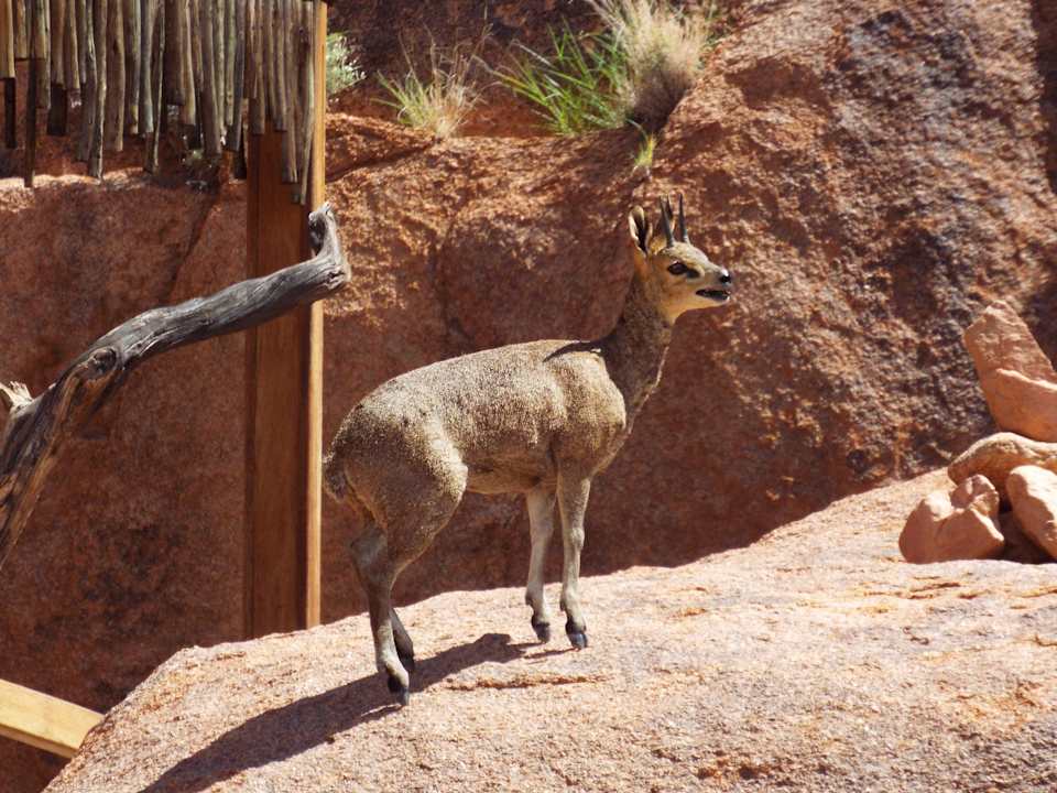 Klippspringer zwischen den Hütten Koiimasis Ranch