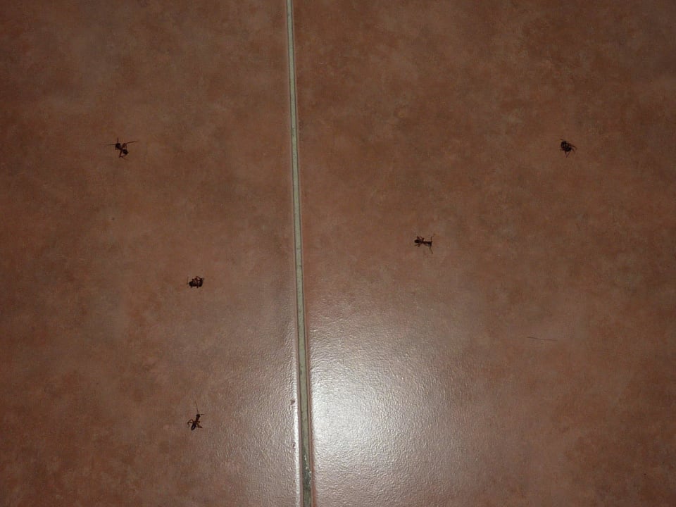 Fourmis dans la chambre Caribbean World Thalasso Djerba