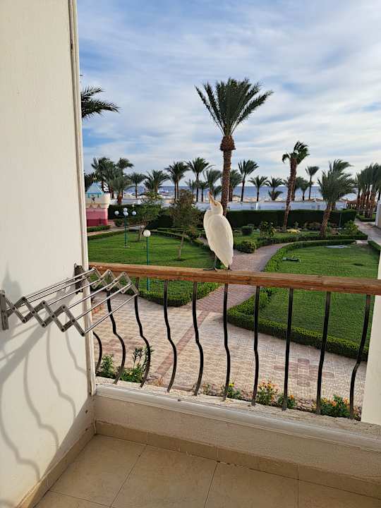 Zimmer Menaville Safaga