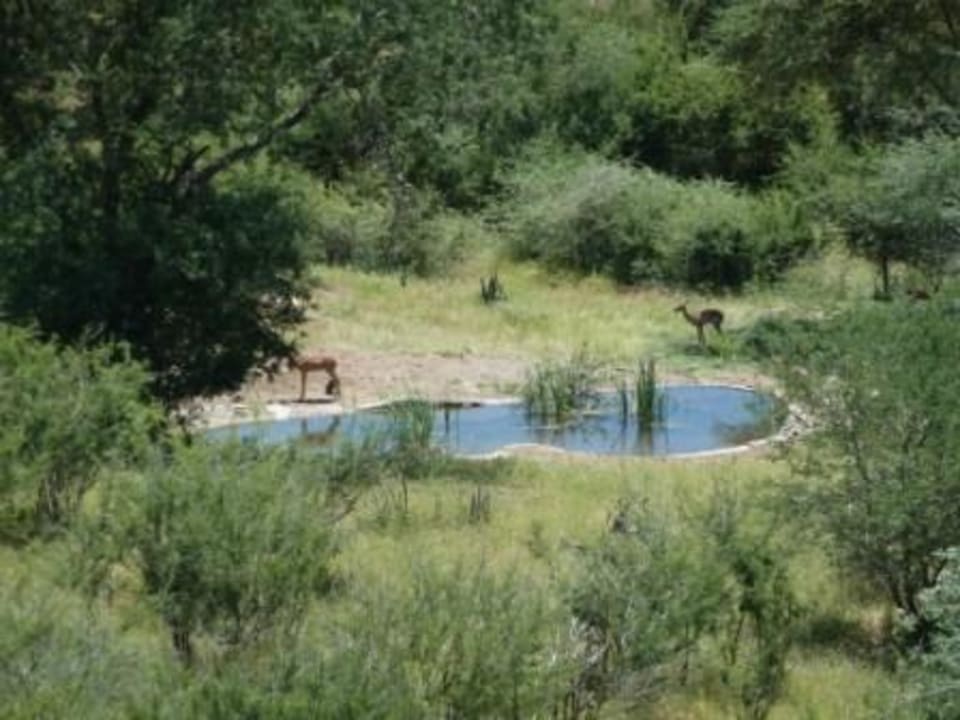 Vom Hauptgebäude Hotel Muchenje Safari Lodge
