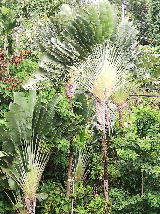 Gartenanlage Moracea by Khao Lak Resort