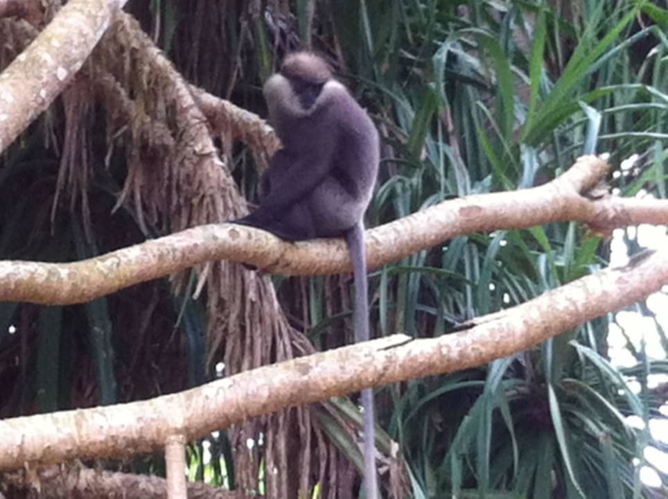 Besucher im Garten Rangas Guesthouse