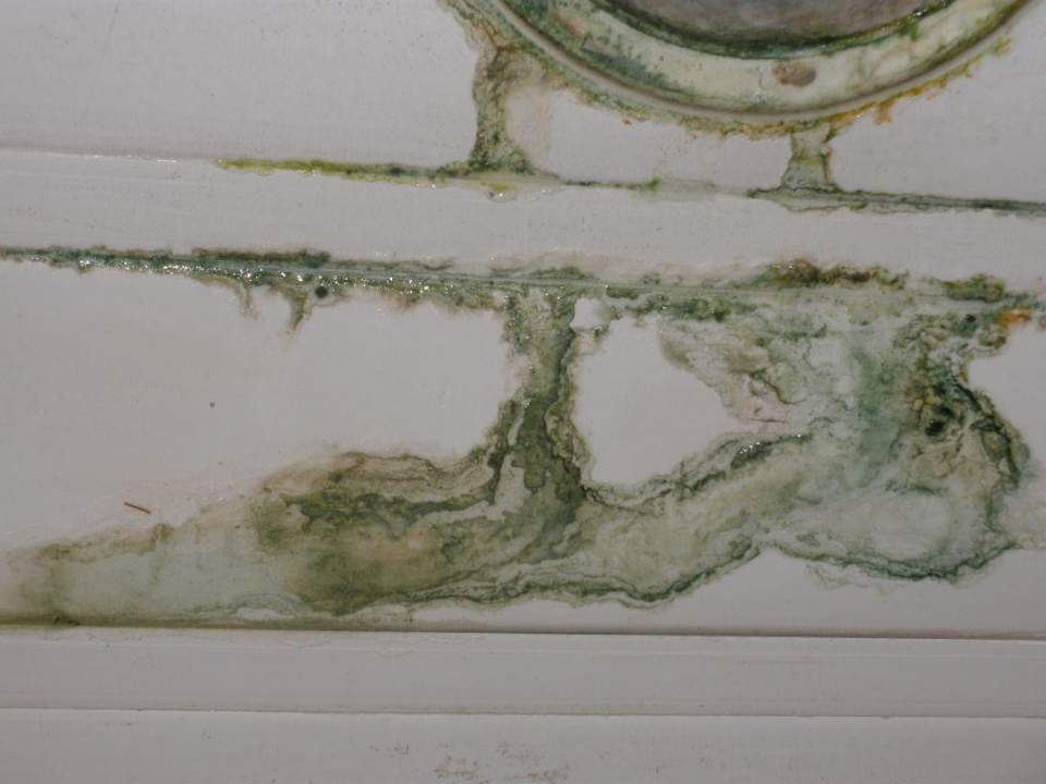 Schimmel Muthu Playa Varadero