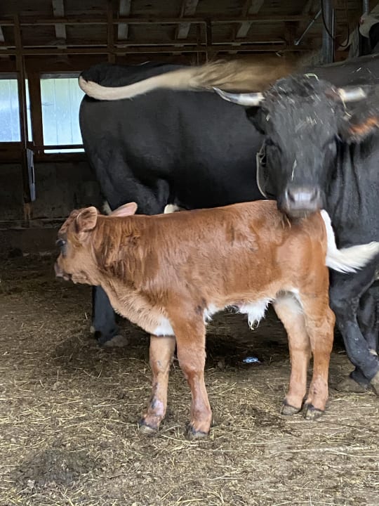 Sonstiges Bauernhof Haus Waldesruh