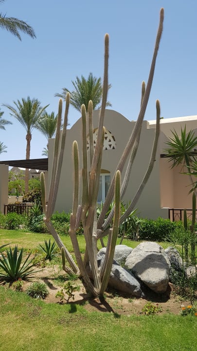 Gartenanlage Jaz Makadi Oasis Resort