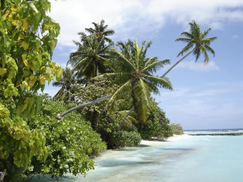 Palmenstrand Kuramathi Maldives