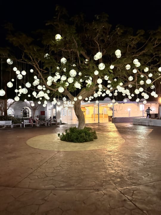 Gartenanlage Desert Rose