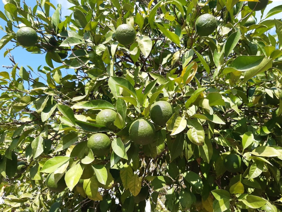 Gartenanlage Asteria Family Belek