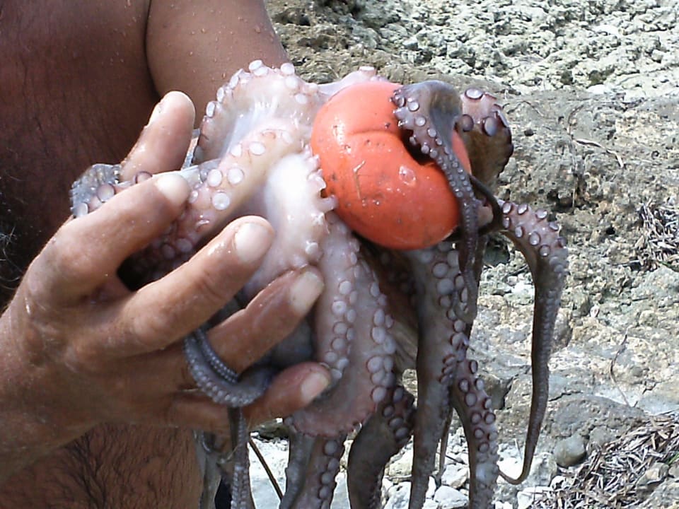 Gefangener Tintenfisch Hotel El Mouradi Djerba Menzel