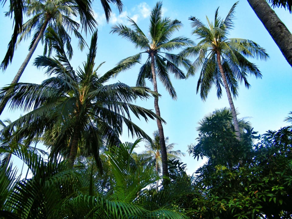 Der Blick an der Promenade zum immer blauen Himmel Alam Anda Ocean Front Resort & Spa
