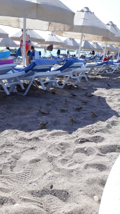 Strand Saphir Resort & Spa