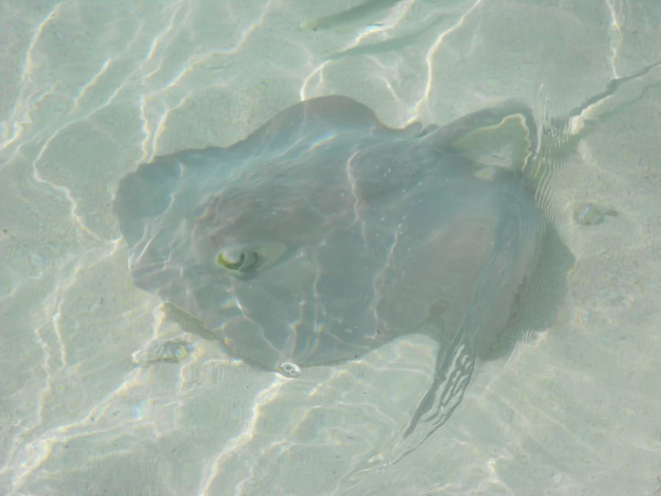 Rochen Meeru Maldives Resort Island