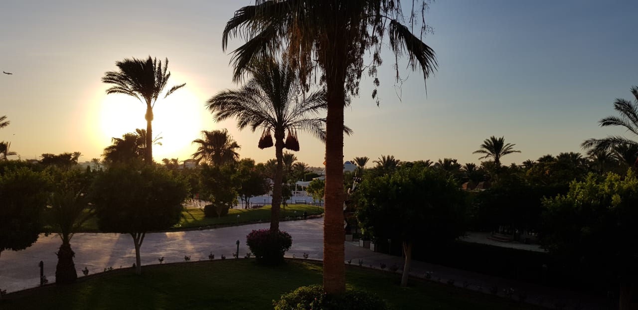 Gartenanlage Desert Rose