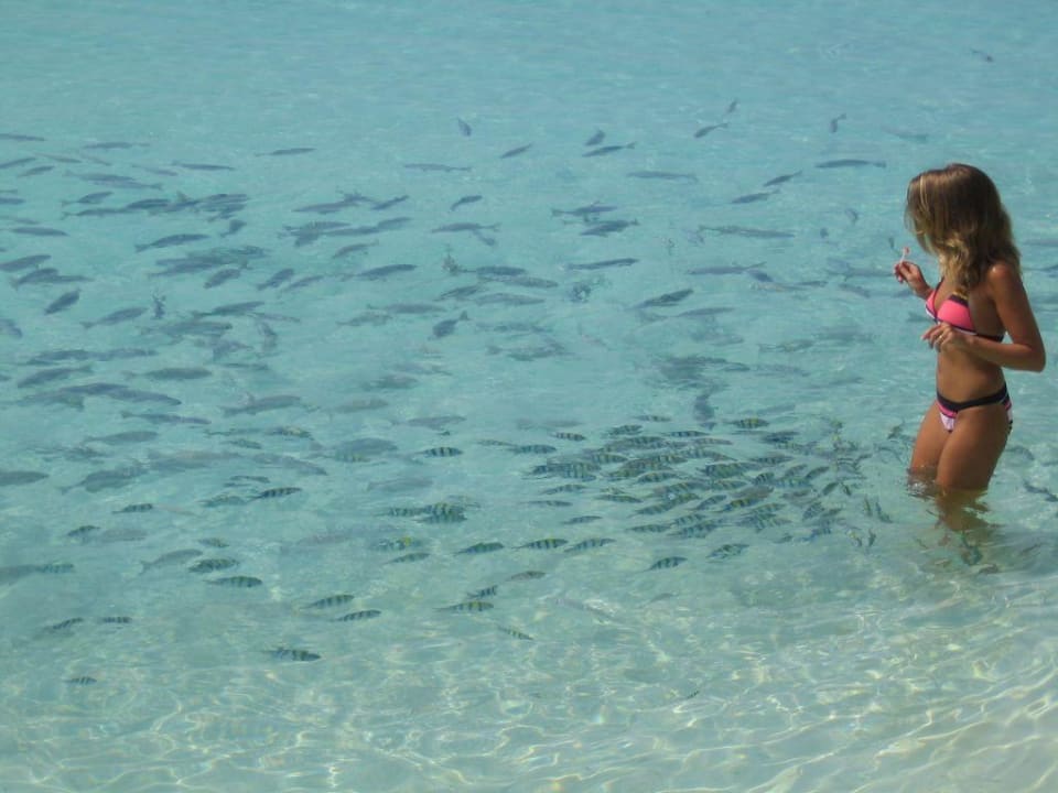 ...beißen sie? Summer Island Maldives