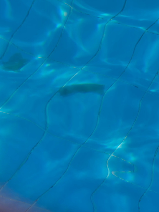 Pool Megasaray Club Belek