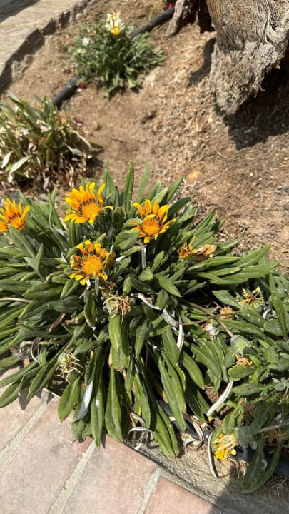 Gartenanlage Jaz Solaya