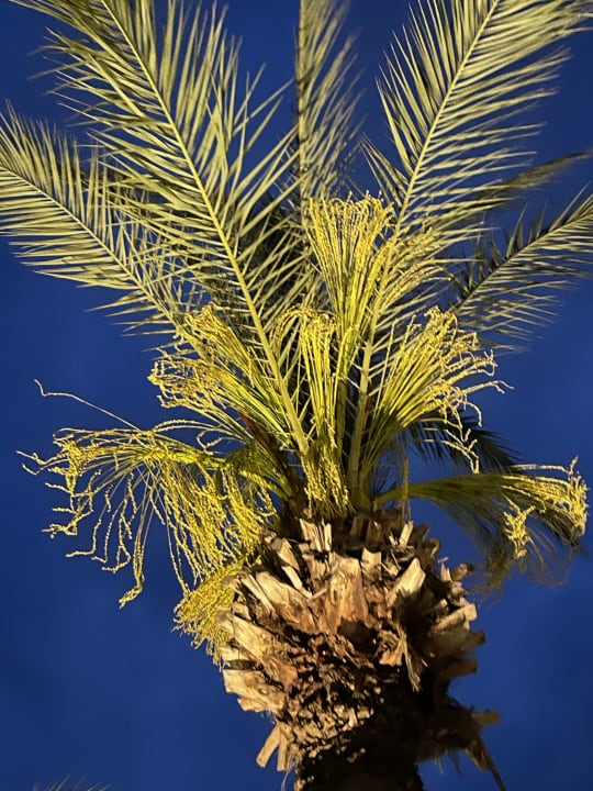 Gartenanlage TUI BLUE Palm Garden